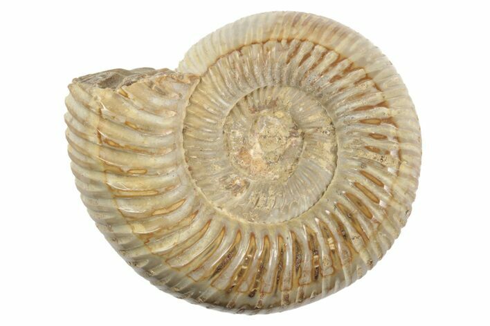 1 1/4" Polished Perisphinctes Ammonite Fossils - Madagascar - Photo 1